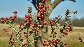 Types of Cholla Cactus Plants