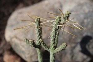 Types of Cholla Cactus Plants - Guzman's Garden Centers
