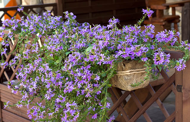 Scaevola aemula Fairy Fanflower or Common Fanflower is a sma Guzmans Garden Centers The Fan Flower Plant