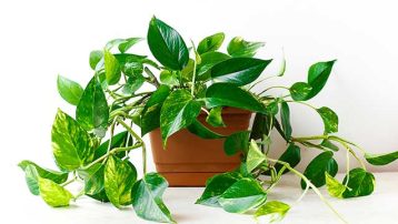 Different types of Pothos Plants