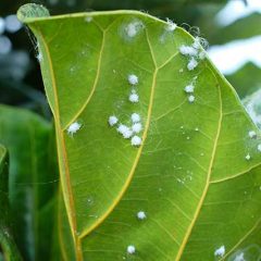 How to revive houseplants