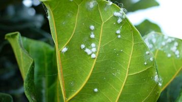 How to revive houseplants