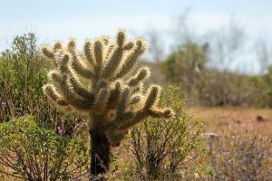 Types of Cholla Cactus Plants - Guzman's Garden Centers