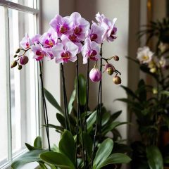 How to make orchids rebloom.