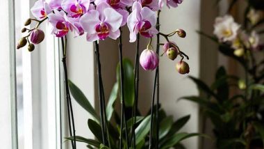 How to make orchids rebloom.