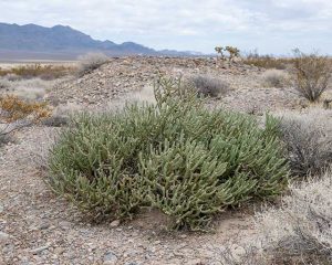 Types of Cholla Cactus Plants - Guzman's Garden Centers