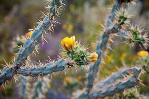 Types of Cholla Cactus Plants - Guzman's Garden Centers