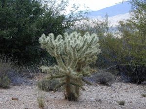 Types of Cholla Cactus Plants - Guzman's Garden Centers