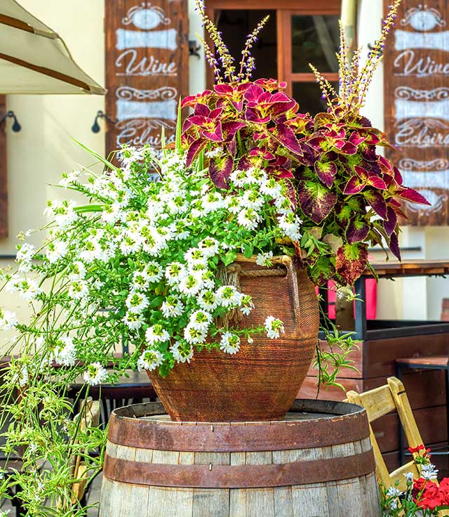 whitefanflower Guzmans Garden Centers