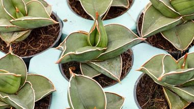 Types of Snake Plants