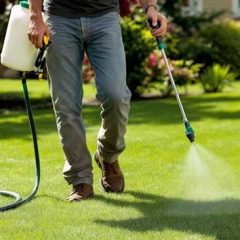 What is a pre-emergent