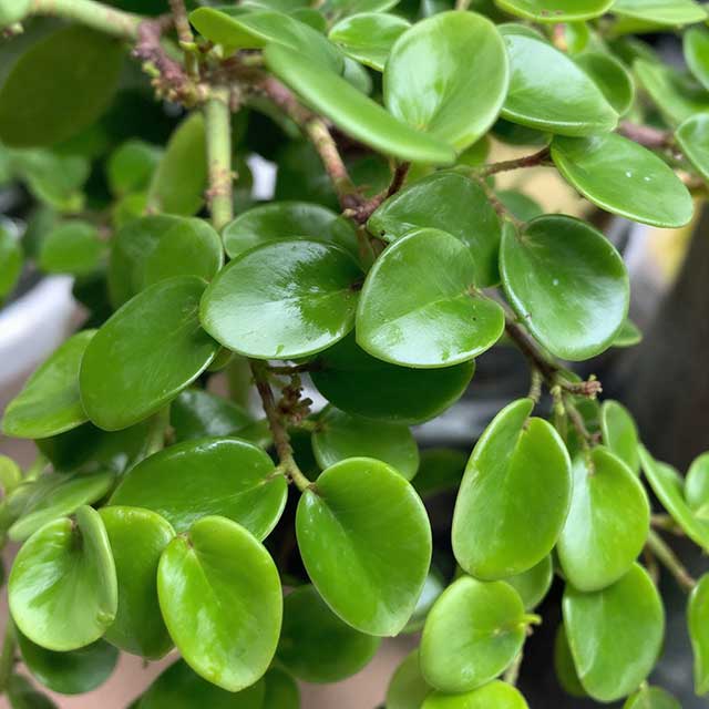 peperomiaobtusifoliaindoorplantphoto Guzmans Garden Centers Ripple Peperomia Plant indoors