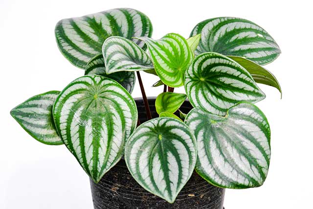 peperomiawatermelon Guzmans Garden Centers Peperomia Plant care of