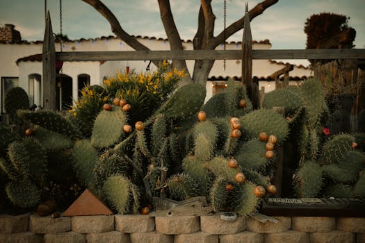 Cactus in the Southwest March Gardening Tips