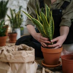 Snake plant water requirements indoors