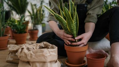 Snake plant water requirements indoors