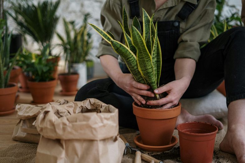 Snake plant water requirements indoors