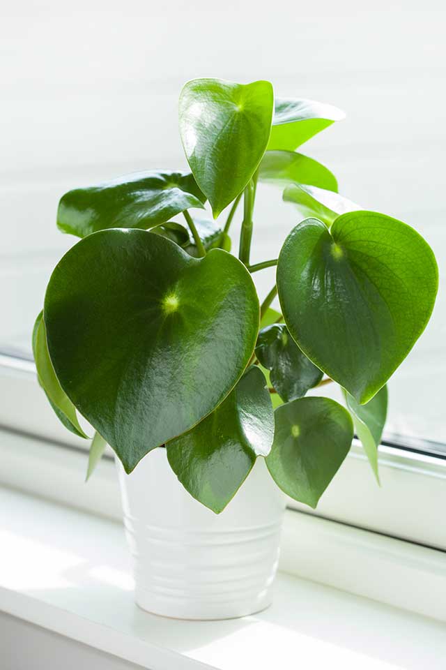 raindroppeperomia Guzmans Garden Centers Peperomia plant care indoors Raindrop Peperomia plant