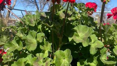 Geraniums in Hot Climates