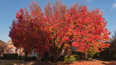 Care of Bradford Pear Tree