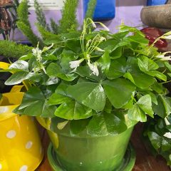 What do Shamrocks look like