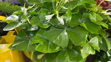 What do Shamrocks look like