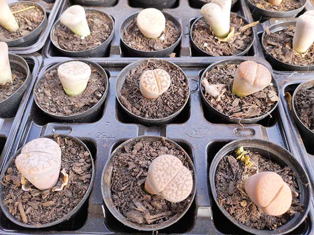 Living stone Plants in Soil Living stone Plants in Soil