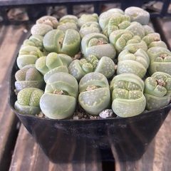 Living Stone Plant Care