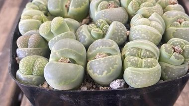 Living Stone Plant Care