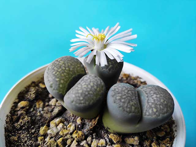 livingstoneslithops Guzmans Garden Centers