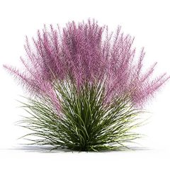 Pink Muhly Grass