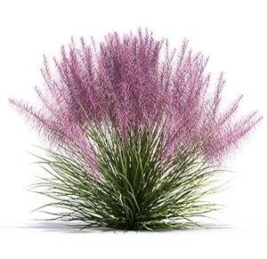 Muhlenbergia grass