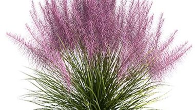 Pink Muhly Grass