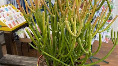 Pencil Cactus care indoors