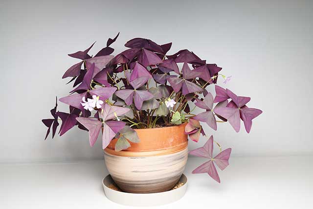 Purple Shamrock What do Shamrock Plants Look like