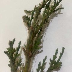 How to Remove Spider Mites from Confiers