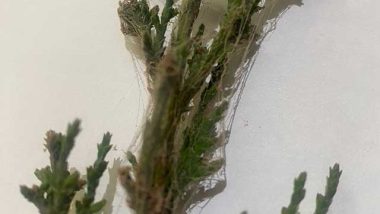 How to Remove Spider Mites from Confiers