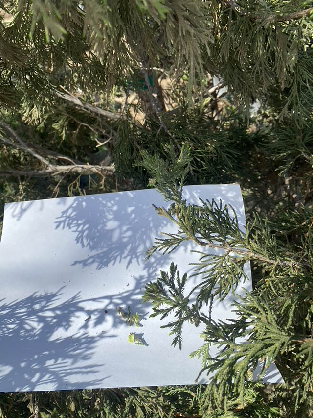 spidermiteswhitepaper Guzmans Garden Centers