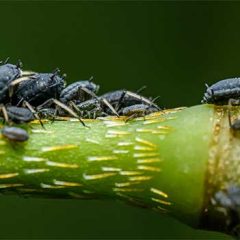 Easy Ways to Control Aphids