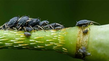 Easy Ways to Control Aphids