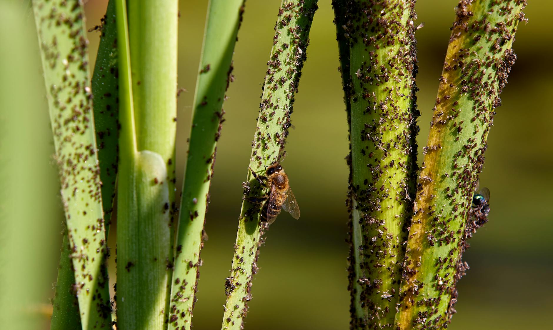 Close up image of plant stems infested with aphids highlighting insect interaction