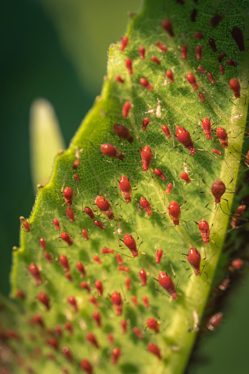 Easy Ways to Control Aphids on Outdoor Plants
