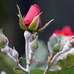 How to Spot Powder Mildew