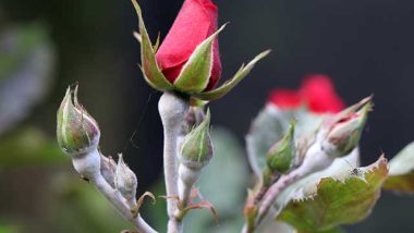 How to Spot Powder Mildew