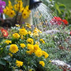 Signs your garden Plants need water