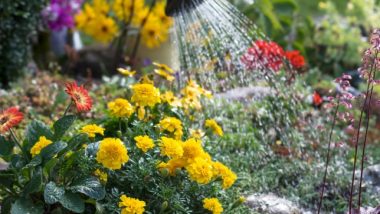 Signs your garden Plants need water