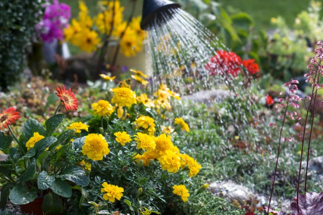 Signs your garden Plants need water