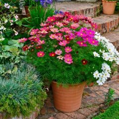 Care of Cosmo Plants