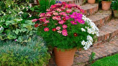 Care of Cosmo Plants