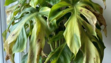 How to fix overwatered plants